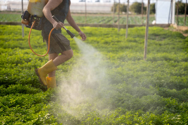 Wasp Removal Services in Nahunta, GA