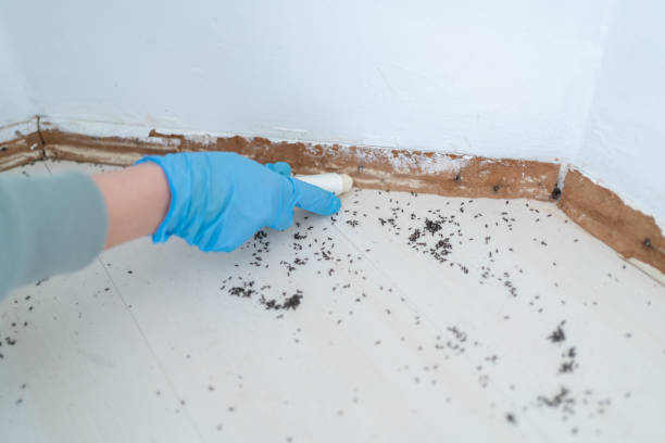 Best Flea Control Services  in Nahunta, GA